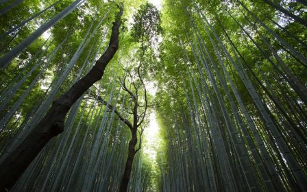 淘宝用户id到底是什么？它有哪些不可忽视的特点？