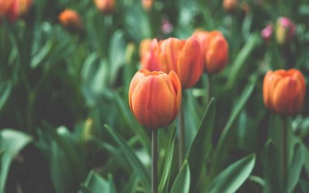 天猫专卖店和旗舰店哪个是正品？天猫和淘宝哪个质量好