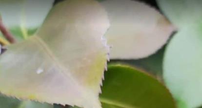 视频号开直播要求 开通直播需要满足什么条件