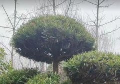 如何做小红书运营 不知道怎么运营小红书的快看过来了