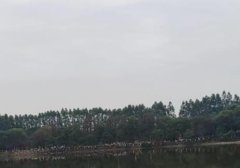 视频号直播间人气 视频号直播间人气如何提升