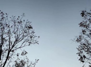 视频号点赞推广方案（微信视频号怎么推广点赞的）