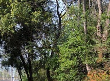 小红书直播要交保证金吗（小红书直播开店保证金）